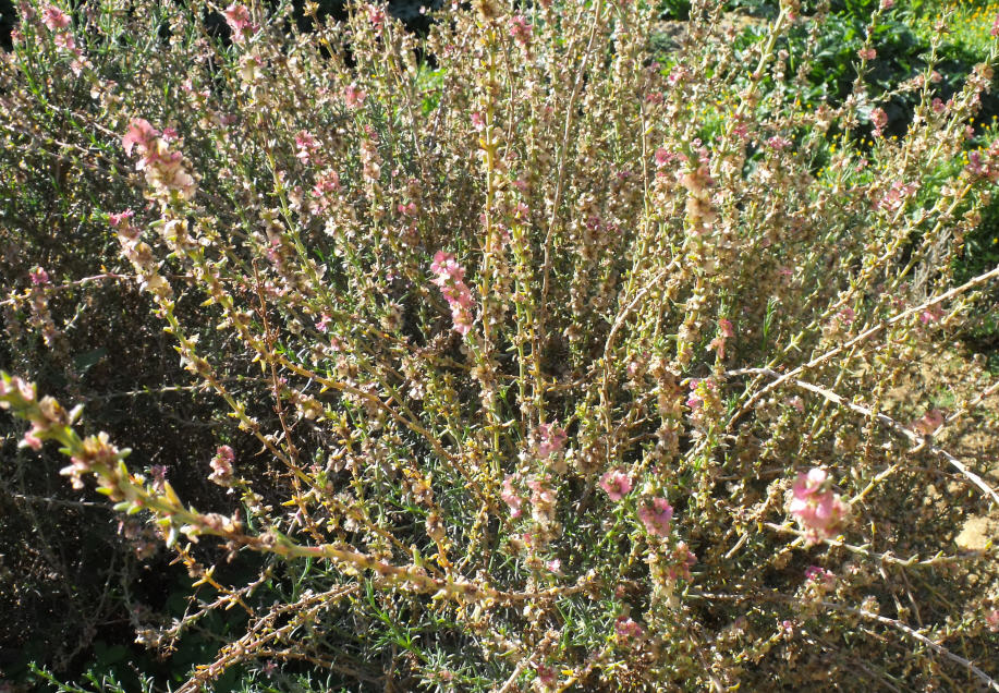 Salsola oppositifolia